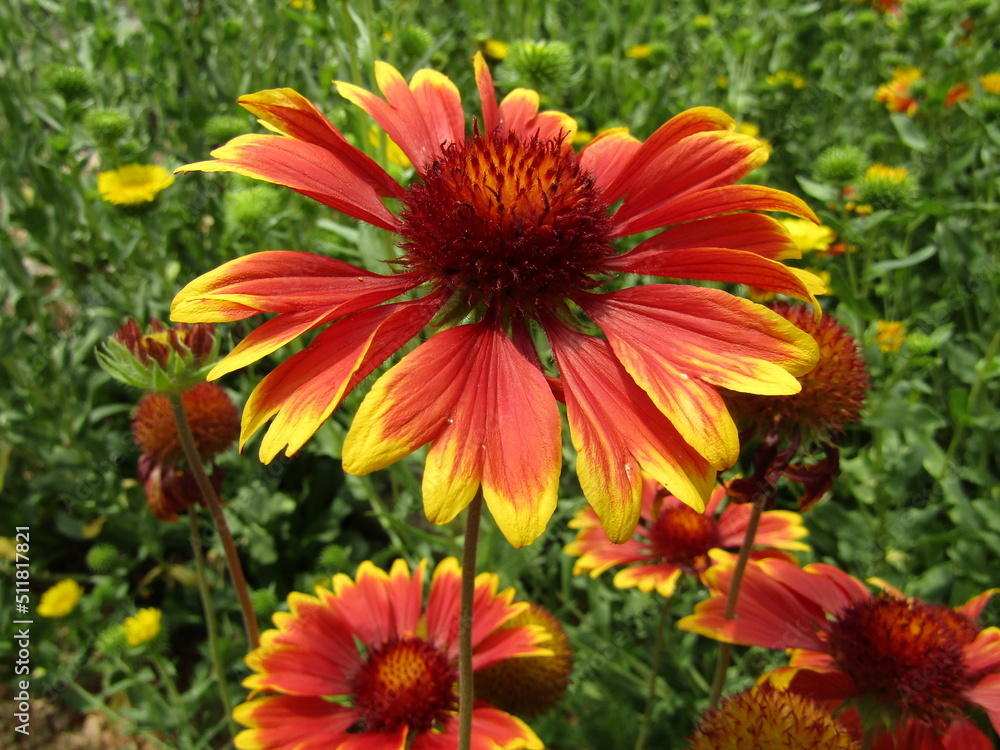 fleur fleur