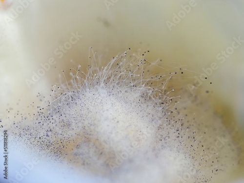 mold spores and fungi on cottage cheese photo