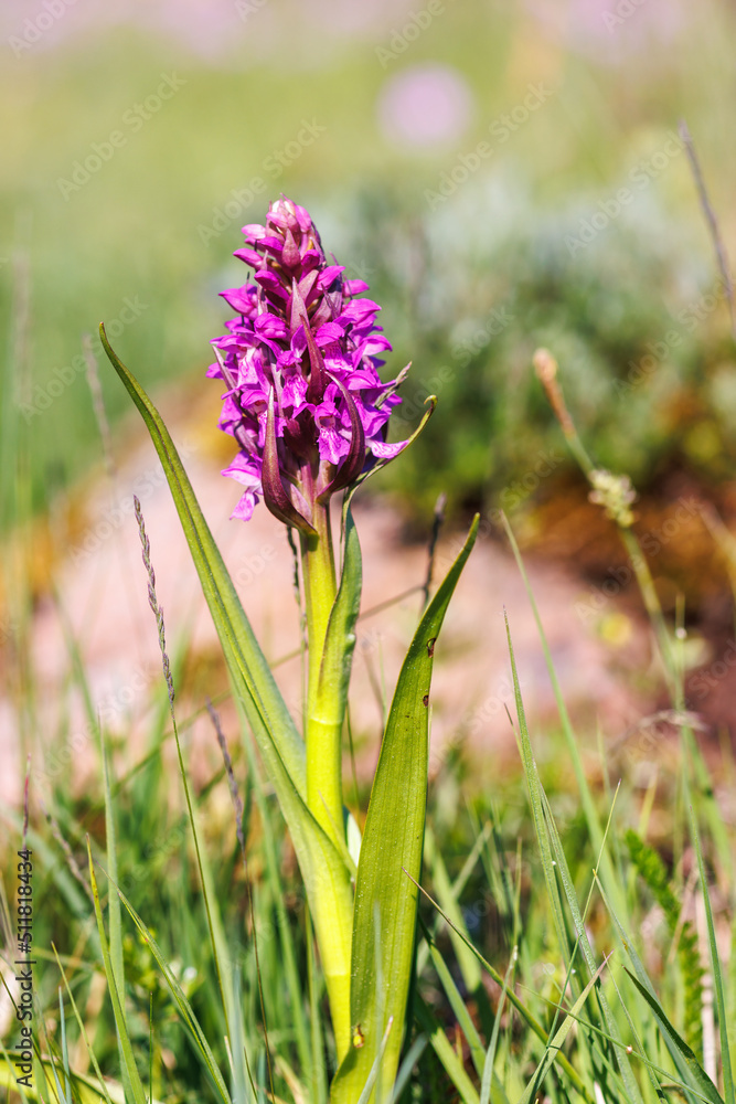 Naklejka premium Early marsh orchid on a summer day