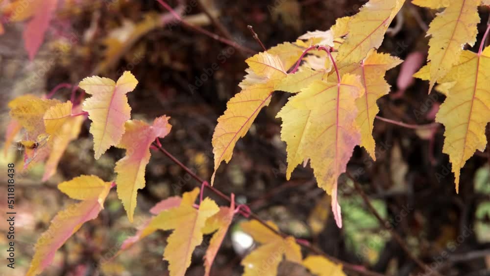 Wind shakes golden pink maple leaves close-up. Autumn nature concept with blurred bokeh. Slow motion Wind shakes golden pink maple leaves close-up. Autumn nature concept with blurred bokeh. Slow motion