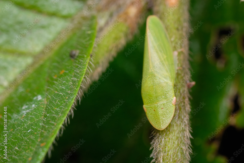 Tituria planata a member of Flat-headed Leafhoppers Subfamily Ledrinae Tituria planata a member of Flat-headed Leafhoppers Subfamily Ledrinae