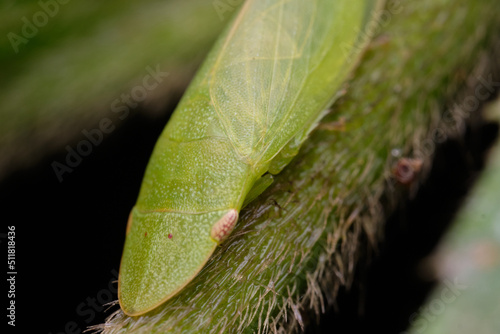 Tituria planata a member of Flat-headed Leafhoppers Subfamily Ledrinae photo