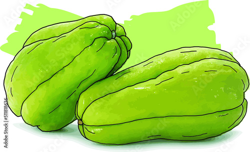 Abstract of Chayote squash with color paint on white Background.