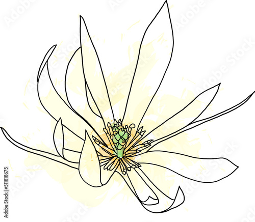 Abstract line of Champaka flower are blooming with color splashed background. (Scientific name Michelia alba DC.)