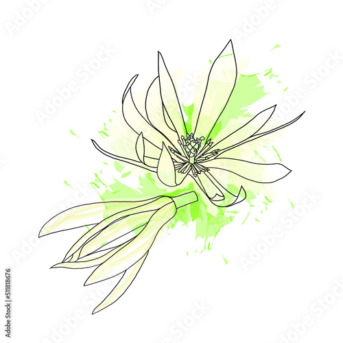 Abstract line of Champaka flower are blooming with color splashed background. (Scientific name Michelia alba DC.)