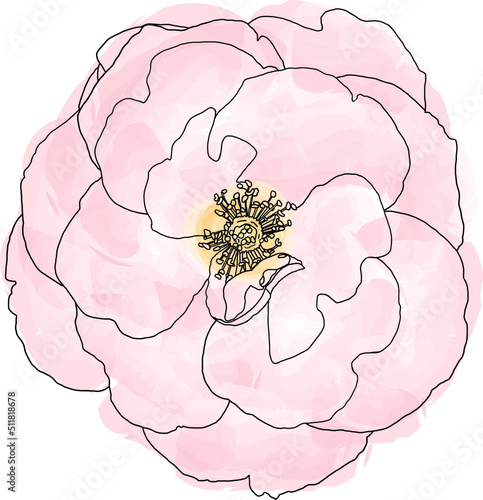Abstract line of Rose flower on color splashed background.