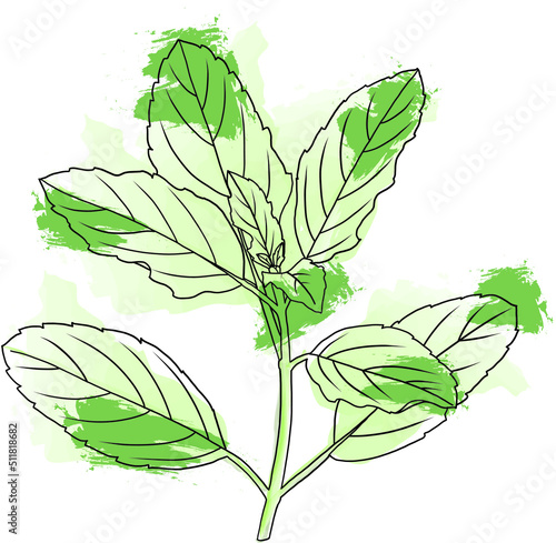 Abstract line of Holy basil or Thai basil leaf on color background. (Scientific name Ocimum tenuiflorum)