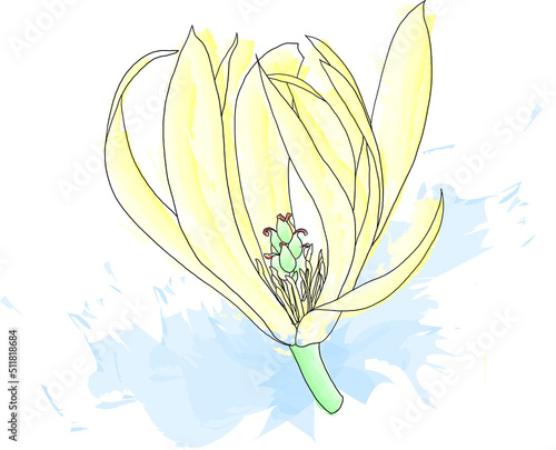 Abstract line of Champaka flower are blooming with color splashed background. (Scientific name Michelia alba DC.)