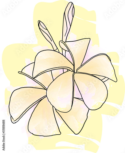 Abstract line of Frangipani, Pumeria flower with color paint on white background