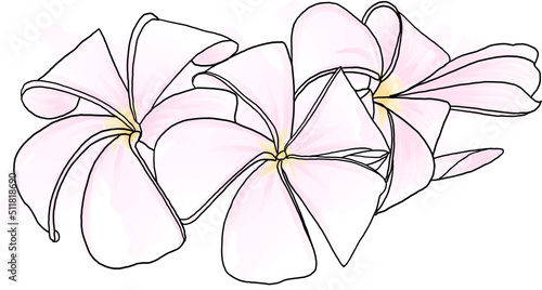 Abstract line of Frangipani, Pumeria flower with color paint on white background photo