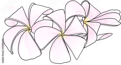 Abstract line of Frangipani, Pumeria flower with color paint on white background