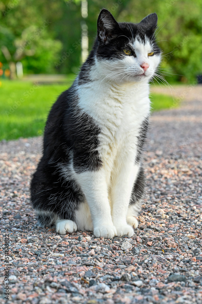 Fototapeta premium black and white cat in back garden