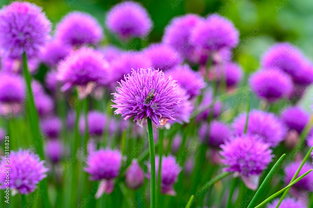 close up on purple chive flower with fly on close up on purple chive flower with fly on