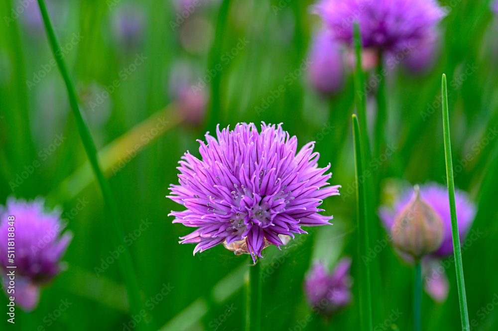 Obraz premium close up on purple chive flowers in garden