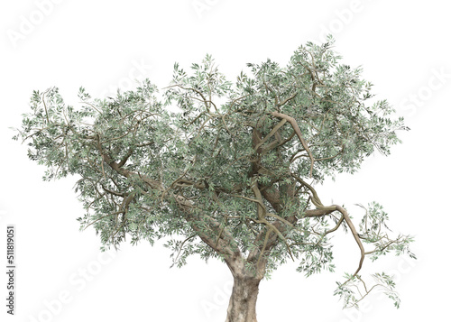 3D Olive tree isolated