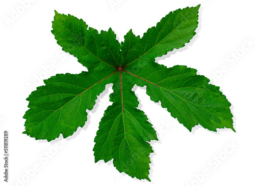 Okra, abelmoschus esculentus leaf isolate.