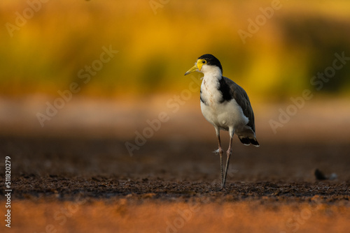Plover/Masked Lapwing on the shore with contrasting background - Charadridae photo