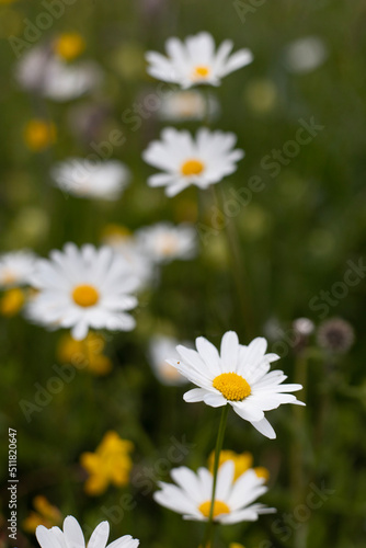 white daisies in a field