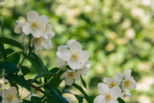 Blooming jasmine shrub in June. Jasmine flowers. White flowers. Photo of nature.