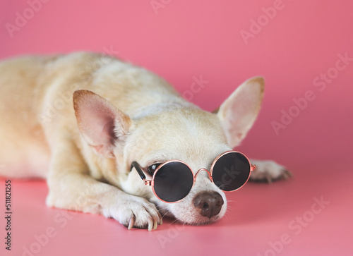 sleepy brown chihuahua dog wearing sunglasses lying down on pink  background with copy space. summertime traveling concept.