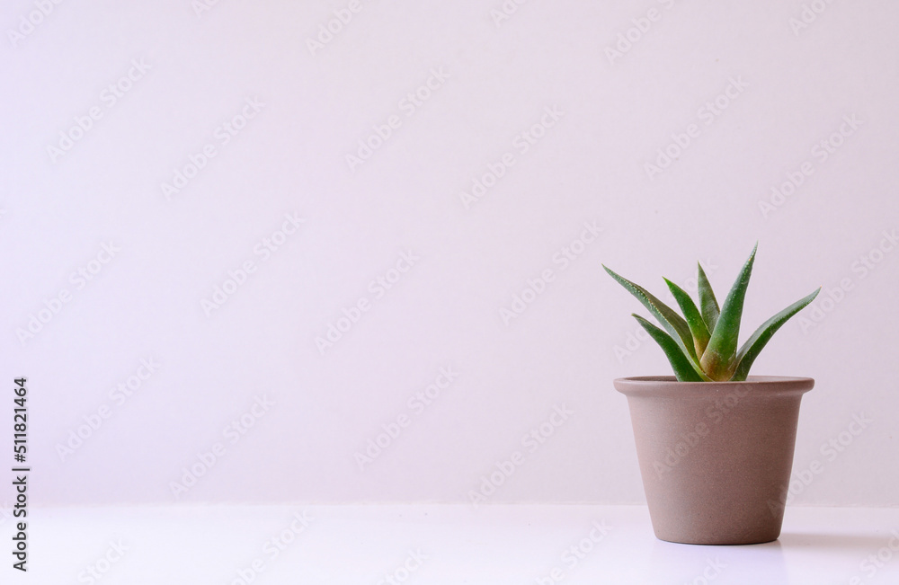 Fototapeta premium flower in flowerpot