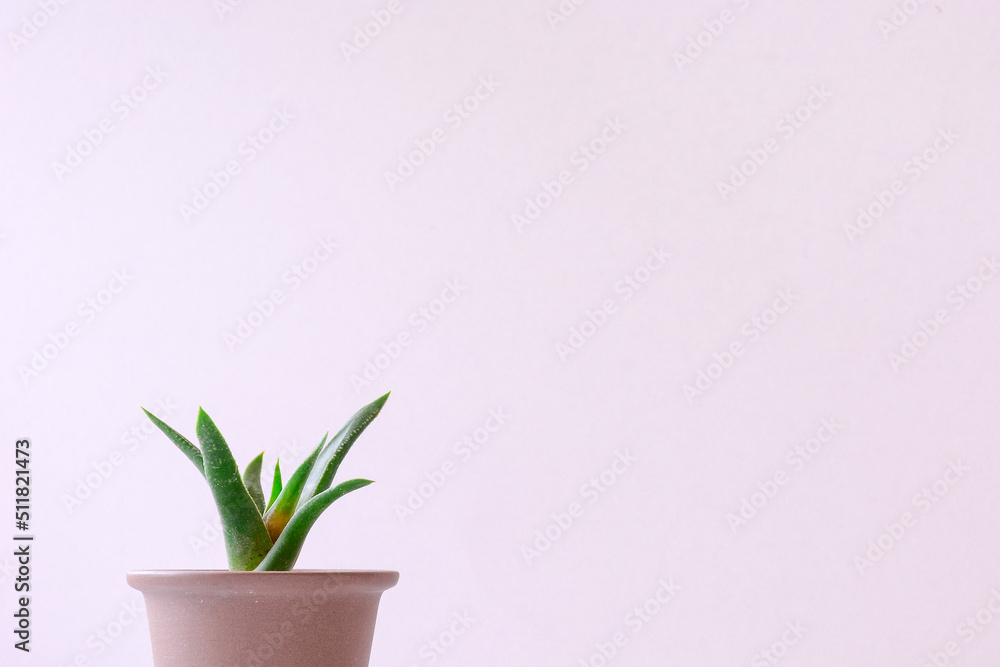 pink hyacinth flower in pot pink hyacinth flower in pot