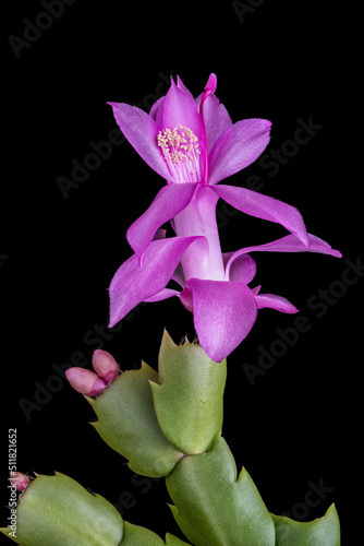 A single pink schlumbergera cactus flower isolated against a black background
