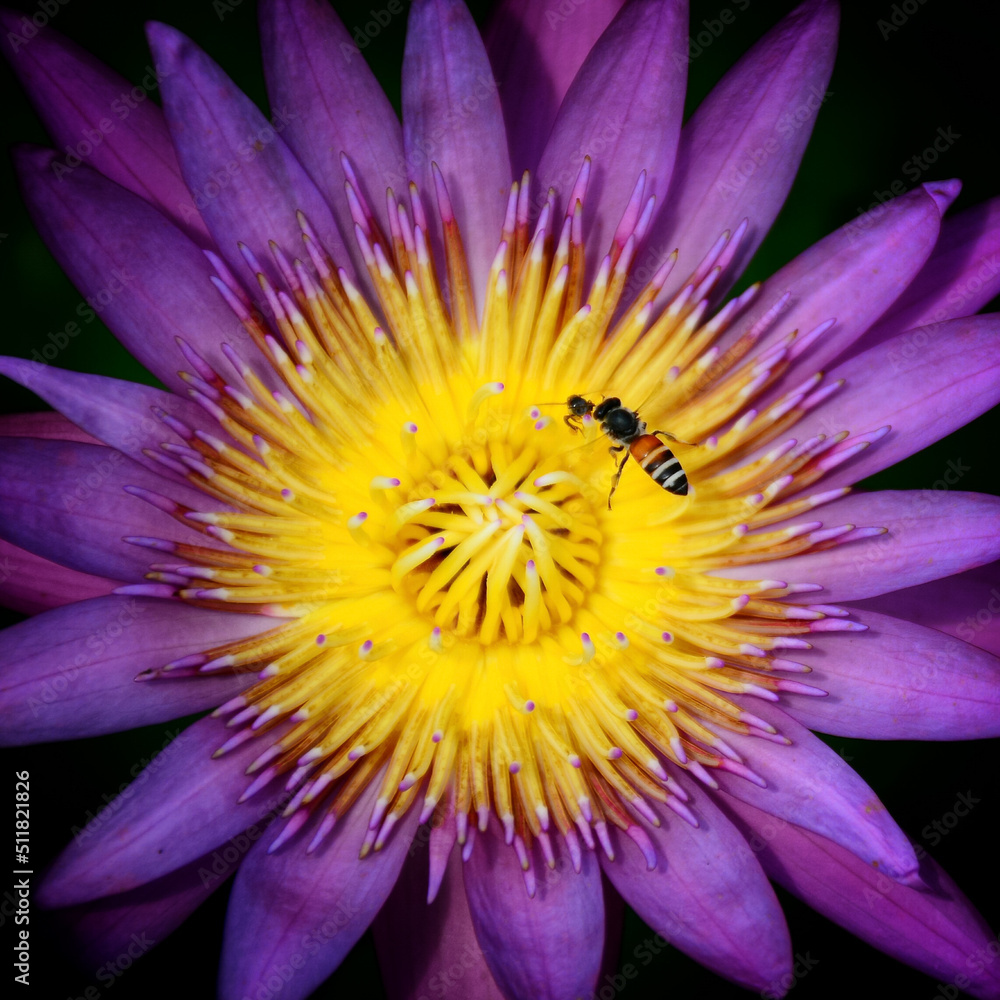 Obraz premium purple water lily