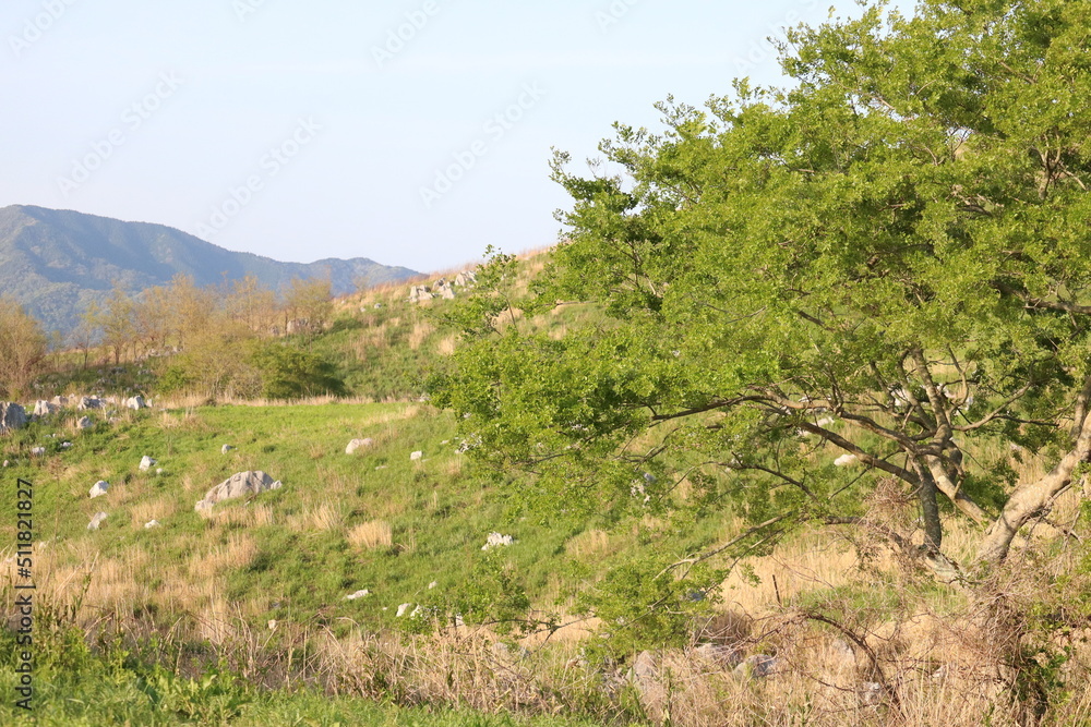 landscape with trees landscape with trees