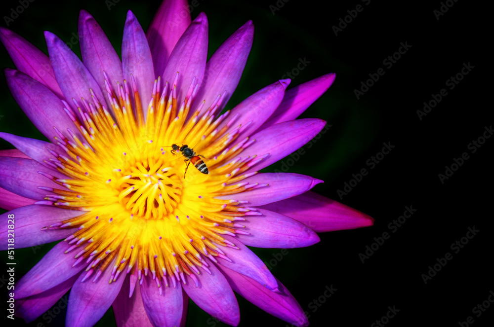 purple lotus flower purple lotus flower