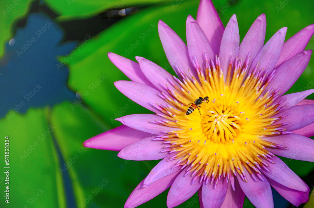 pink water lily pink water lily