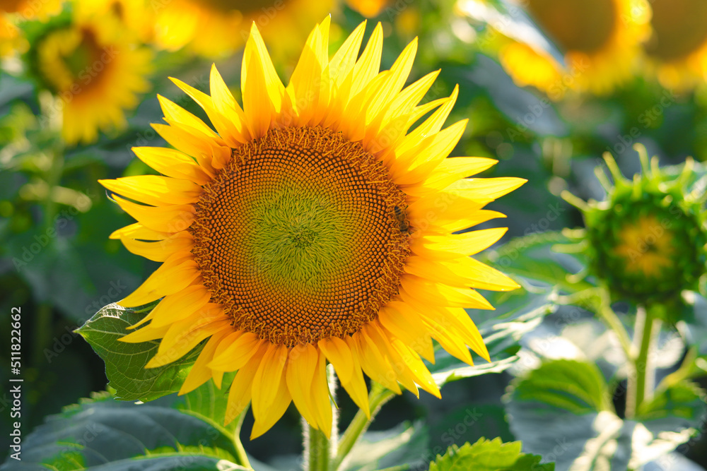Close-up. Yellow sunflower in the sunset light. Yellow big flower. Close-up. Yellow sunflower in the sunset light. Yellow big flower.