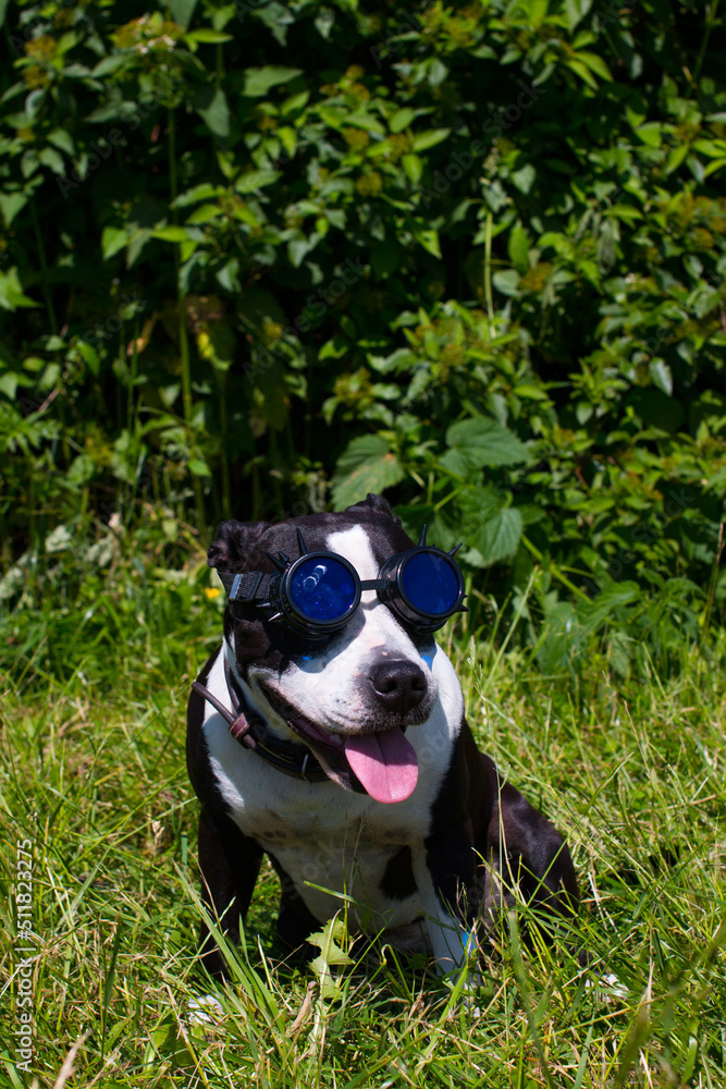 Dogs on a walk in funny hats. Outdoors