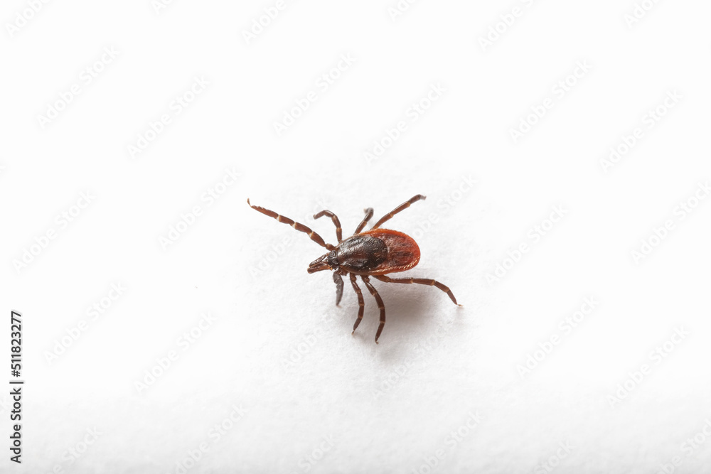 Tick isolated on white background. Dangerous parasite, vehicle of many infections.