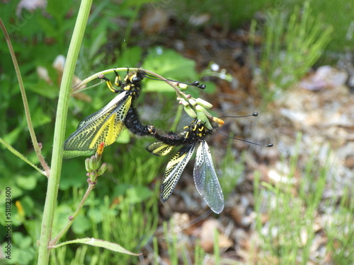 キバネツノトンボの交尾