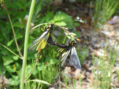 キバネツノトンボの交尾