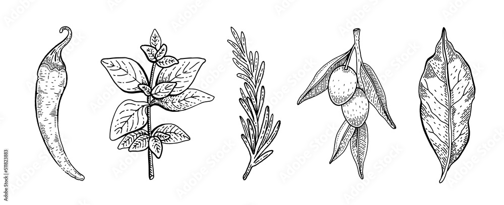 Helianthus and Herb Plants Hand Drawn Sketch. Stock Vector - Illustration  of geron, nsis: 131650408