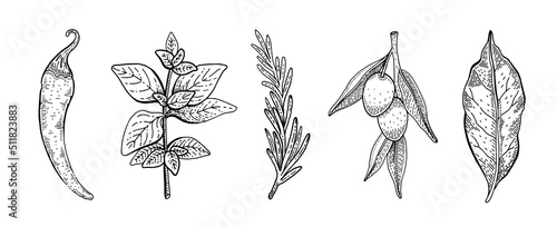Herb and plant drawing. Botanic and cooking icons. Sketch engraved vector. Spice and vegetable. Chili pepper, oregano or basil, rosemary, olive, bay leaf illustration. Cook hand drawn line doodle art