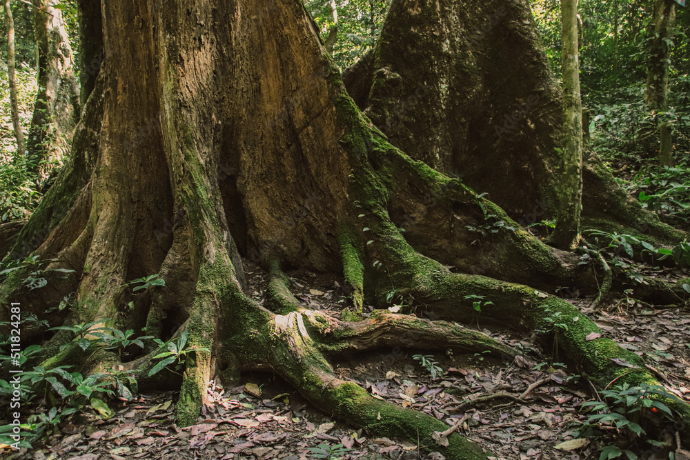 Old tree roots spread across the forest floor in Cuc Phuong National Park in Ninh Binh Vietnam Old tree roots spread across the forest floor in Cuc Phuong National Park in Ninh Binh Vietnam
