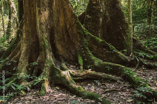 Old tree roots spread across the forest floor in Cuc Phuong National Park in Ninh Binh Vietnam
