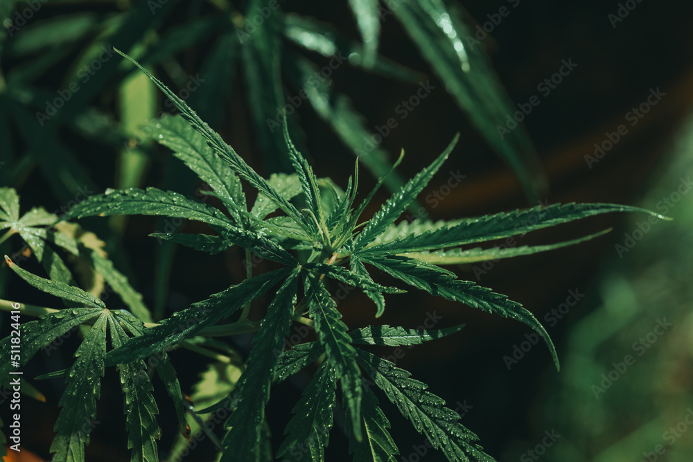 cannabis weed.It is used to treat depression and help to relax the mind. Concept of herbal alternative medicine, cbd oil, pharmaceptical industry cure various diseases. cannabis weed.It is used to treat depression and help to relax the mind. Concept of herbal alternative medicine, cbd oil, pharmaceptical industry cure various diseases.