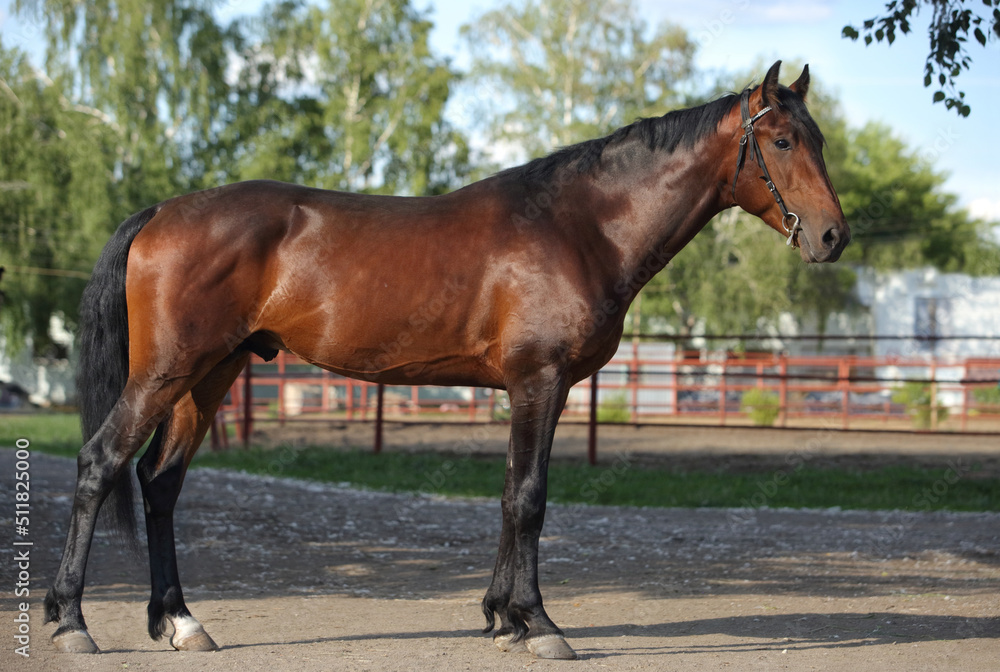 Thoroughbrd horse walks and rest in summer ranch paddock Thoroughbrd horse walks and rest in summer ranch paddock