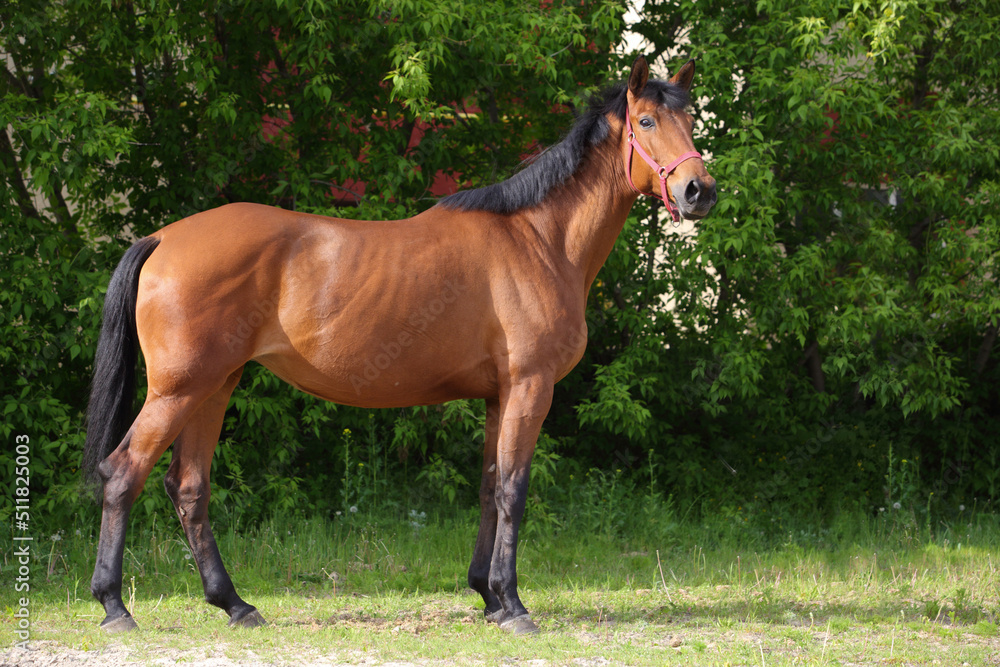 Thoroughbrd horse walks and rest in summer ranch paddock Thoroughbrd horse walks and rest in summer ranch paddock