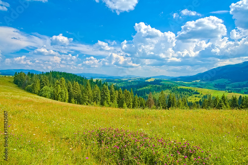 View of green mountains and clouds from a lush green meadow with spruces and flowers. The landscape is burning. Carpathians Ukraine