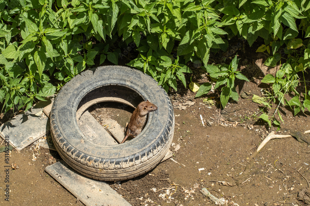 Fototapeta premium A brown rat, Rattus norvegicus, on an old tire.