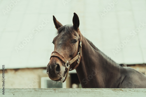 Behang The front-facing gaze of a sizable brown horse in the paddock.