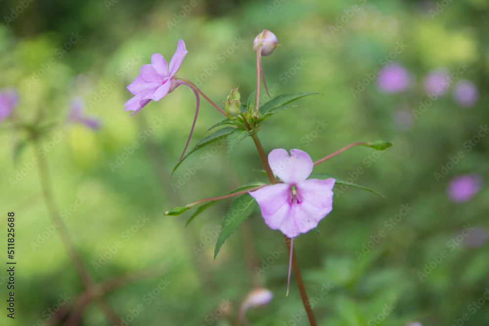Impatiens flower with beautiful purple color Impatiens flower with beautiful purple color