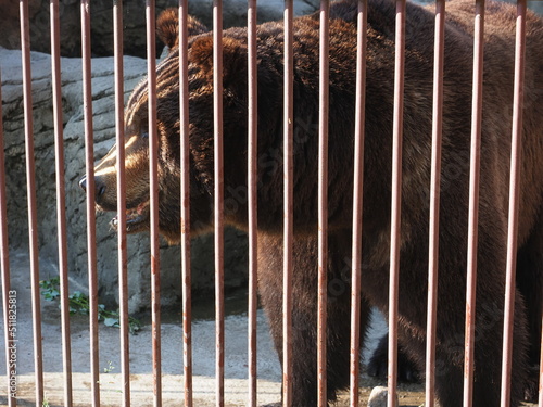 big brown bear rubbing against a zoo cage