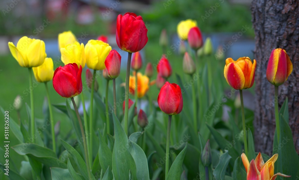Tulips in the spring garden