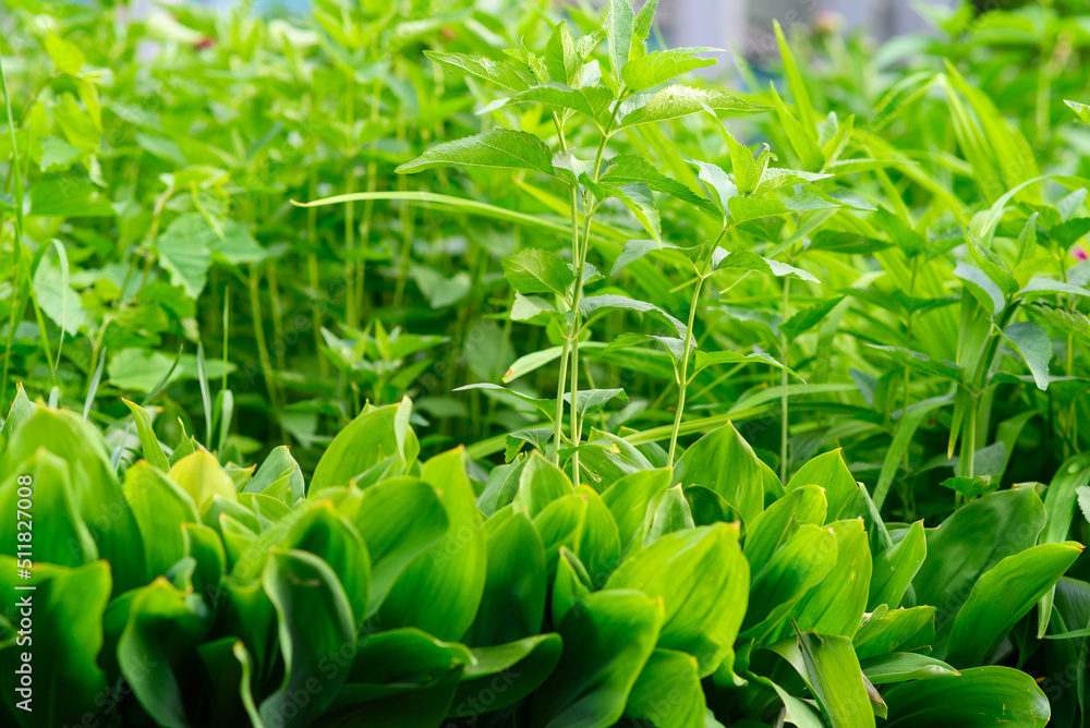 grass and green leaves of lilies of the valley wallpaper for design grass and green leaves of lilies of the valley wallpaper for design